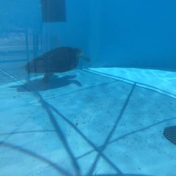 Loggerhead Marinelife Center - Community Service/Non-Profit Near Me - Juno Beach, Florida Loggerhead Marinelife Center - Community Service/Non-Profit Near Me - Juno Beach, Florida