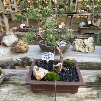 Al’s Bonsai Workshop - I love this juniper - Nurseries & Gardening Near Me - Jamestown, California