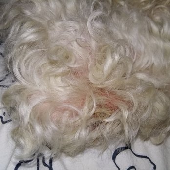 It's A Dog's Life - Pet Groomers Near Me - Edmonton, Alberta It's A Dog's Life - Pet Groomers Near Me - Edmonton, Alberta