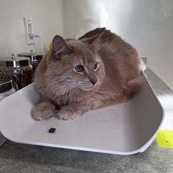 Countryside Veterinary Clinic - Spencer and a treat I tried giving him
