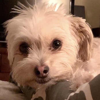 Oh My Dog! Grooming - Pet Groomers Near Me - Murrieta, California Oh My Dog! Grooming - Pet Groomers Near Me - Murrieta, California