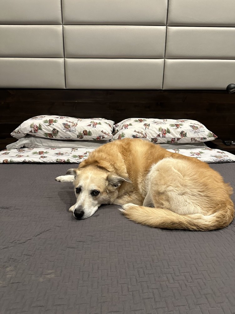 THE GENTLE TOUCH GROOMING BY JAMIE Updated September 2024 1235 E