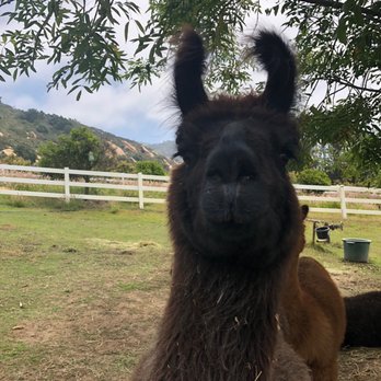 Canzelle Alpacas - Llama - Farms Near Me - Carpinteria, California Canzelle Alpacas - Llama - Farms Near Me - Carpinteria, California