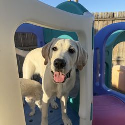 The Dog Sanctuary