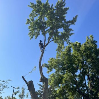 Wicked Willow Tree Service - Tree Services Near Me - North Webster, Indiana Wicked Willow Tree Service - Tree Services Near Me - North Webster, Indiana