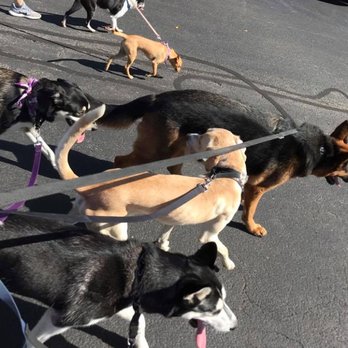 Paws On the Go Dog Walking - Pet Sitting Near Me - Wilmington, Massachusetts Paws On the Go Dog Walking - Pet Sitting Near Me - Wilmington, Massachusetts