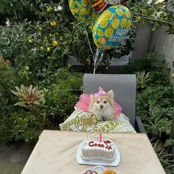 Redondo Dog - Coco's 4th Epic Birthday... - Pet Services Near Me - Carson, California Redondo Dog - Coco's 4th Epic Birthday... - Pet Services Near Me - Carson, California