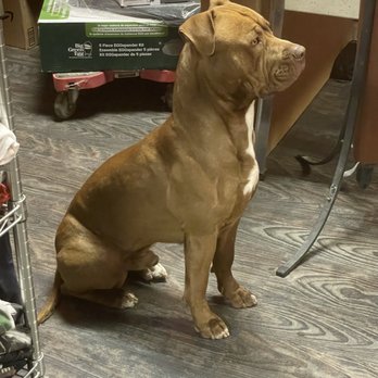 Four Paws Inn - Jack all nice and clean - Pet Sitting Near Me - Banning, California