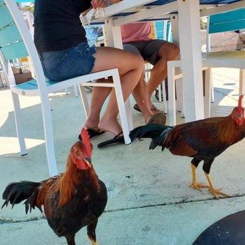 Seaside Cafe - Some friendly lunch guests - Pizza Near Me - Key West, Florida