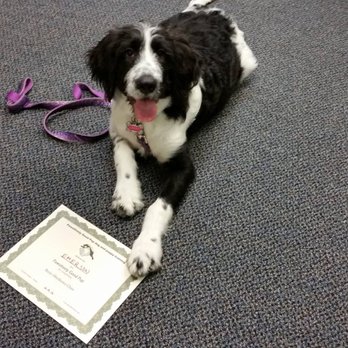 Pawsitively Good Pup - Pet Training Near Me - Berea, Ohio Pawsitively Good Pup - Pet Training Near Me - Berea, Ohio