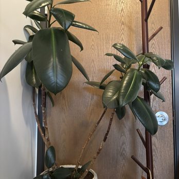 Bellflower - New American Near Me - Ypsilanti, Michigan