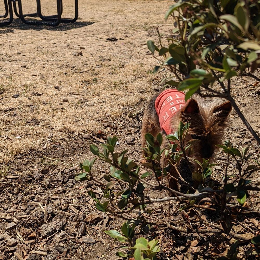 Our Cocoa girl loves the dog park!!