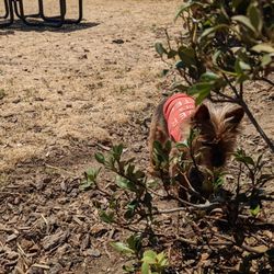 Love's Travel Stop - Our Cocoa girl loves the dog park!!