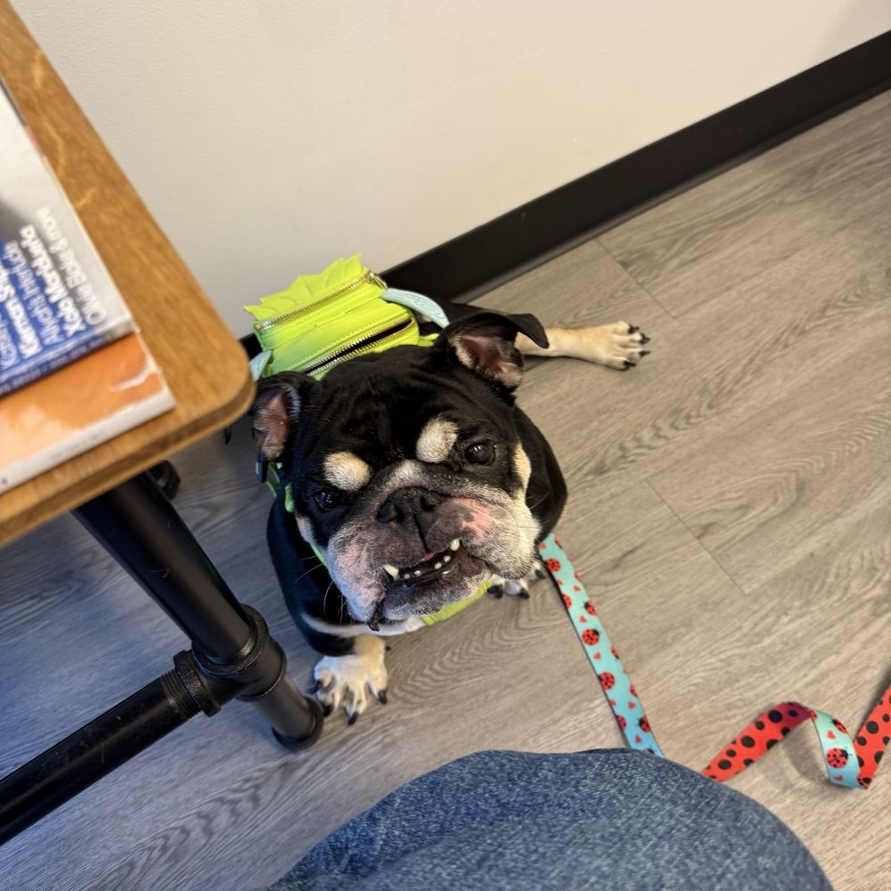 Veterinary Eye Clinic - Gigi at VEC. - Veterinarians Near Me - Calabasas, California
