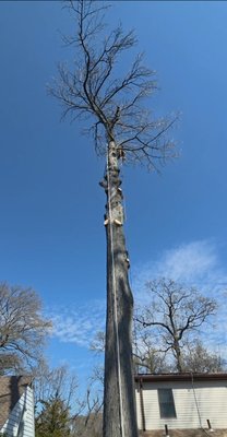 Tree removal - Tree Removal Tree removal - Tree Removal