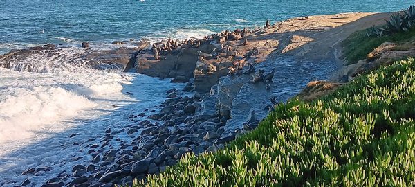 Children's Pool La Jolla by null