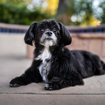 Dog Inspired Photography - Pet Photography Near Me