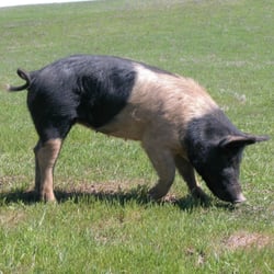 Bledsoe Meats - Pasture raised pigs - free from chemicals growth promotants and GMO's