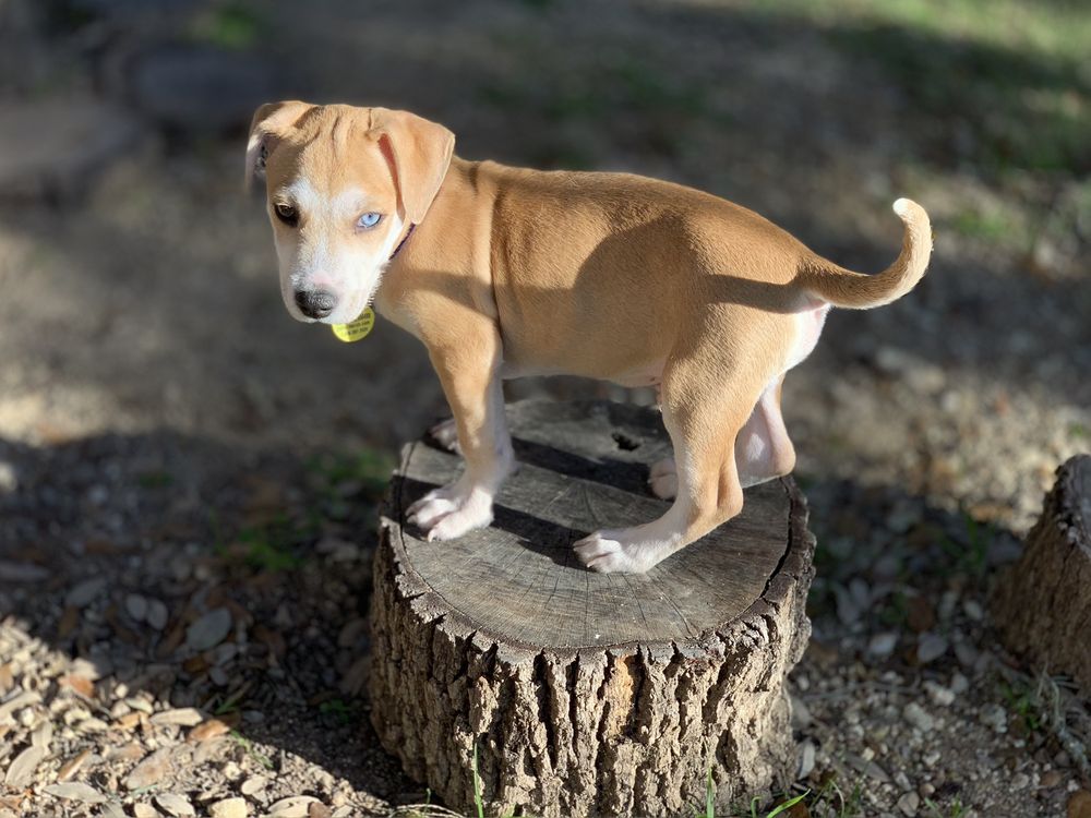 PAUL JOLLY CENTER FOR PET ADOPTION 19 Photos & 12 Reviews Pet