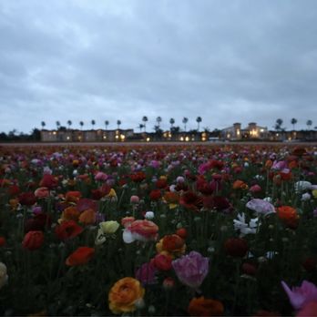 The Flower Fields - Even pretty at night - Venues & Event Spaces Near Me - Carlsbad, California The Flower Fields - Even pretty at night - Venues & Event Spaces Near Me - Carlsbad, California