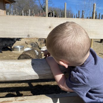 Akron Zoo - Goats - Zoos Near Me - Akron, Ohio