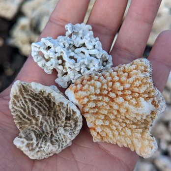 Hoapili Trail - different kinds of coral - Hiking Near Me - Wailea, Hawaii
