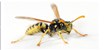 16+ Kindred Pest Control 2501 Central Pkwy Suite C-1 Houston Tx 77092 Pics