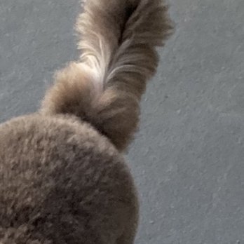 Sydnee's Pet Grooming - Tail a bit goofy that I fixed and evened out after. - Pet Groomers Near Me - Chicago, Illinois Sydnee's Pet Grooming - Tail a bit goofy that I fixed and evened out after. - Pet Groomers Near Me - Chicago, Illinois
