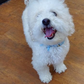 Saint Doggy - Ollie's all happy w/his new hairdo and scarf! - Pet Groomers Near Me Saint Doggy - Ollie's all happy w/his new hairdo and scarf! - Pet Groomers Near Me