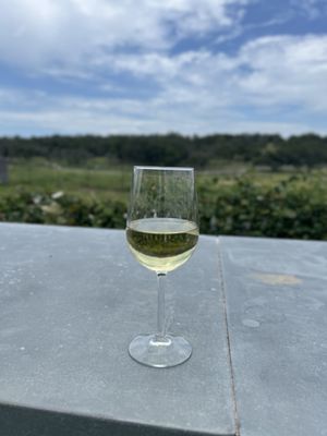 Grapetown Vineyard by null