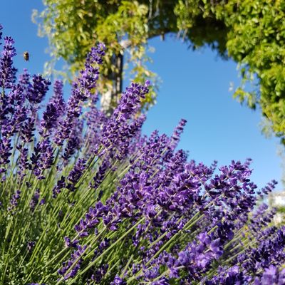 Okanagan Lavender & Herb Farm by null