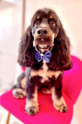 Dogue Spa - The Coolest Dog Grooming Salon by null