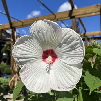 Peters Plants - Nurseries & Gardening Near Me - Highland, Michigan Peters Plants - Nurseries & Gardening Near Me - Highland, Michigan