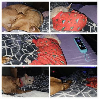 Unique's Pet Services - Pet Sitting Near Me Unique's Pet Services - Pet Sitting Near Me