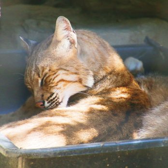 Wildlife Learning Center - Zoos Near Me - Sylmar, California