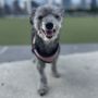 Photo of Long Island City Veterinary Center