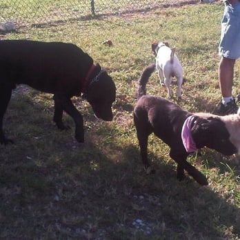 David T. Kennedy Park - Pepe busy sniffin @$$ at the dog park - Parks Near Me - Miami, Florida David T. Kennedy Park - Pepe busy sniffin @$$ at the dog park - Parks Near Me - Miami, Florida