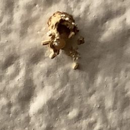 Dry wood termite. Dry wood termite.