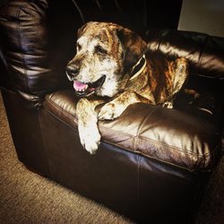 Mean Old Dog Vapes - The Mean Old Dog.