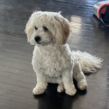 Bark Place Dog Grooming - Pet Groomers Near Me - Covina, California