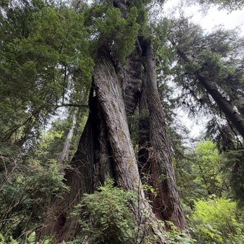 Humboldt Redwoods State Park - Parks Near Me - Weott, California