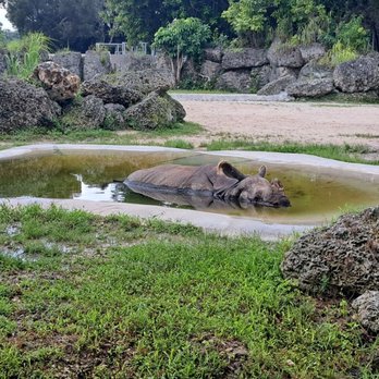 Zoo Miami - Rhino cooling off - Zoos Near Me - Miami, Florida Zoo Miami - Rhino cooling off - Zoos Near Me - Miami, Florida