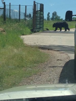 Bear Country USA by null