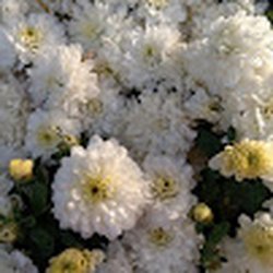 Snavely's Garden Corner