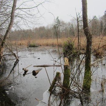 Narbeck Wetland Sanctuary - Wetlands. - Parks Near Me - Everett, Washington Narbeck Wetland Sanctuary - Wetlands. - Parks Near Me - Everett, Washington