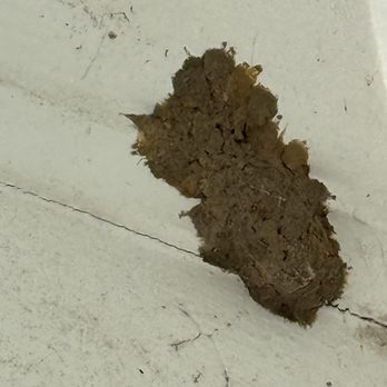 Evergreen Pest Solutions - Mud dobber - Pest Control Near Me - Richmond, Virginia