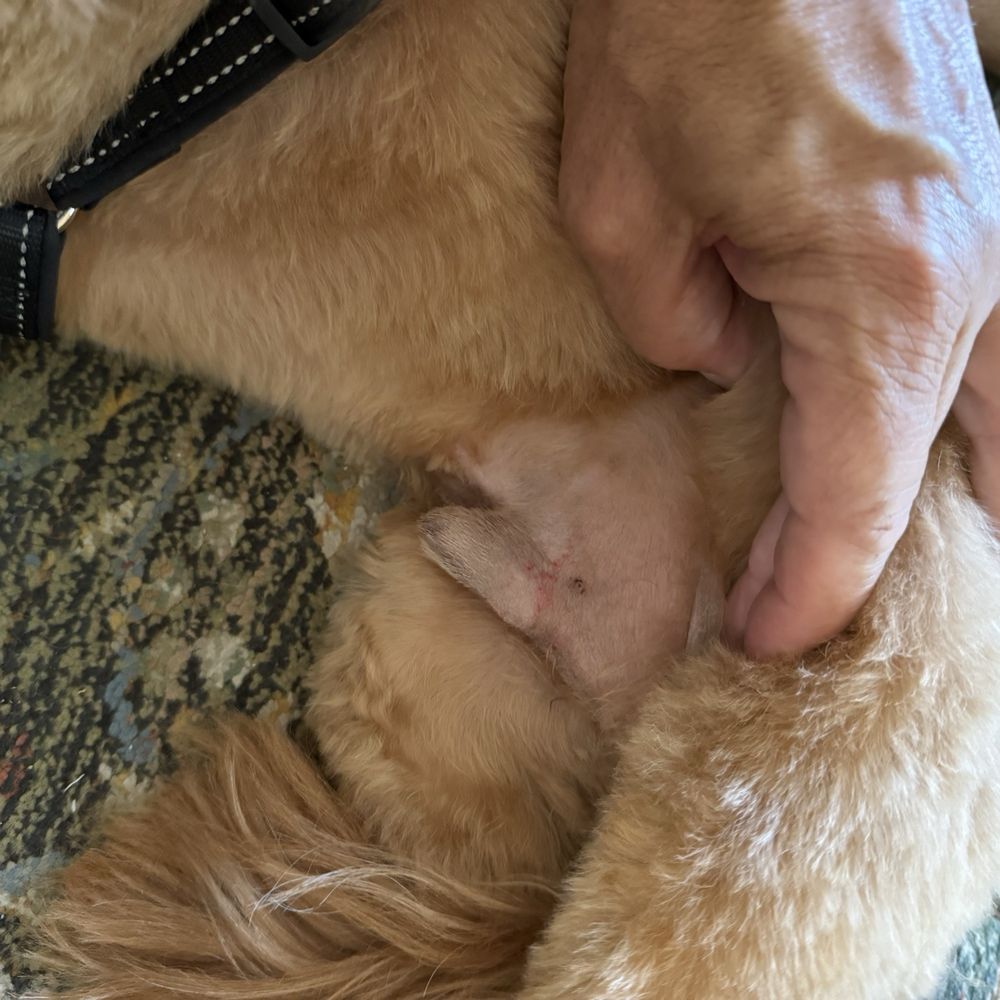 Bubbles-N-Biscuits Mobile Pet Grooming - Clipper nicks - Pet Groomers Near Me