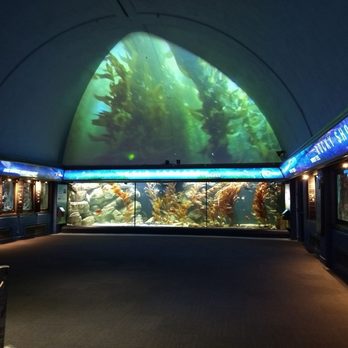 Shedd Aquarium - Aquariums Near Me - Chicago, Illinois Shedd Aquarium - Aquariums Near Me - Chicago, Illinois