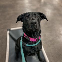 Stateline Canine
