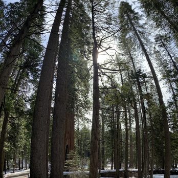 Calaveras Big Trees State Park - Trail - Parks Near Me - Arnold, California Calaveras Big Trees State Park - Trail - Parks Near Me - Arnold, California